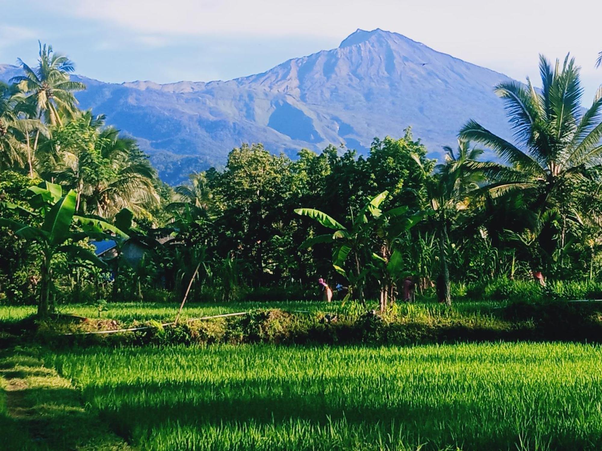 Coconut Homestay Tetebatu Bagian luar foto