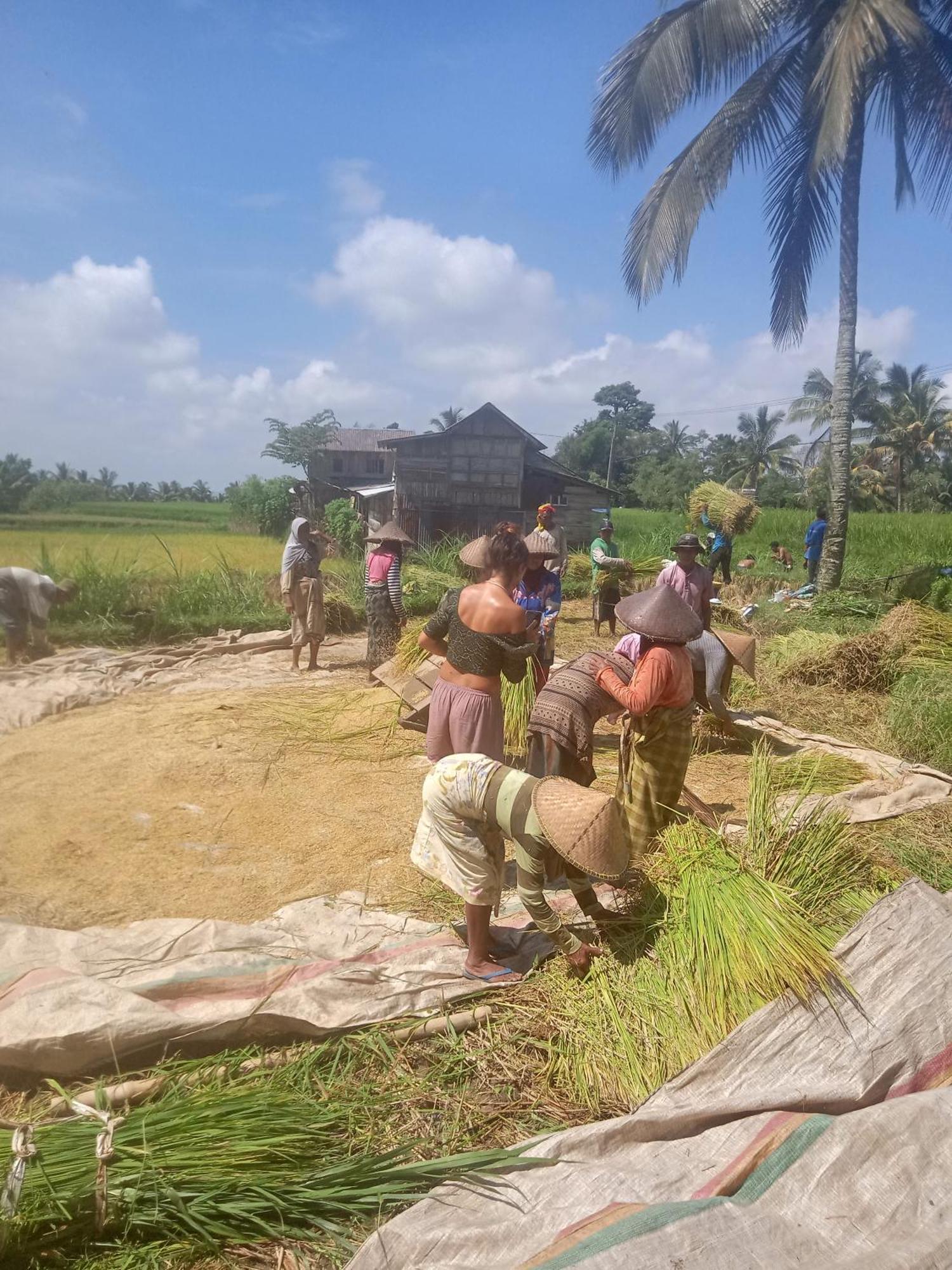 Coconut Homestay Tetebatu Bagian luar foto